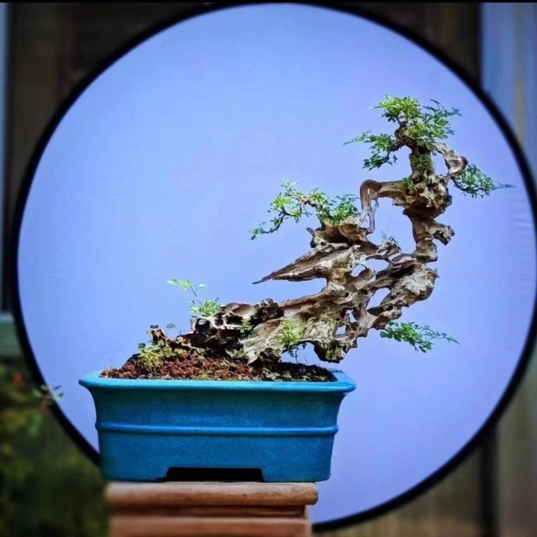 绿茵盆景