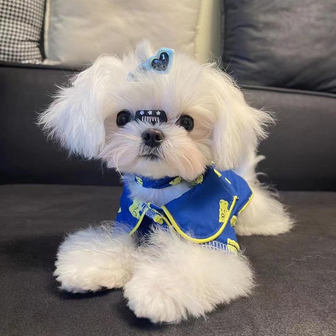 二优说狗