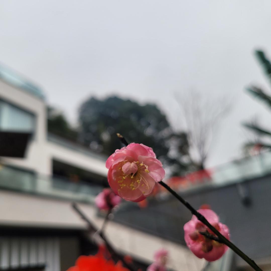 隐栖民宿