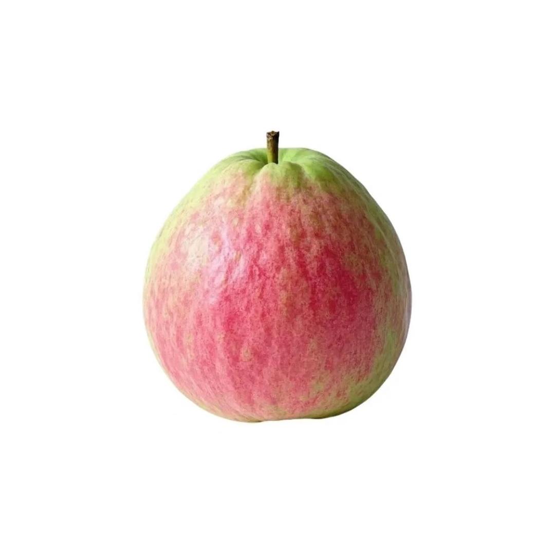 番茄本番