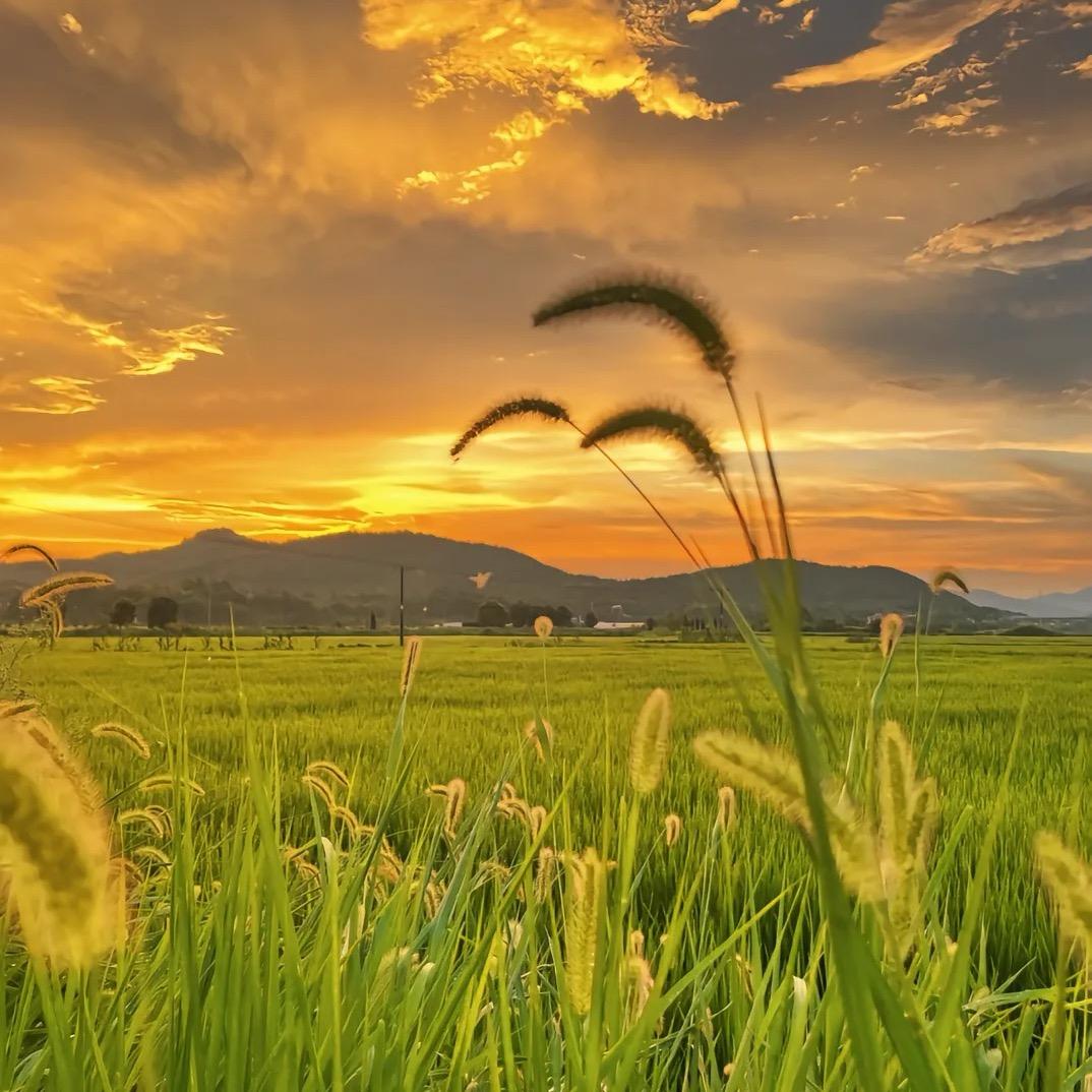 月照清风🌾🌾