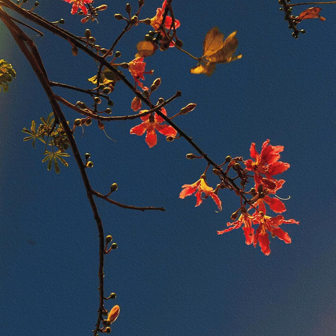 丽珍