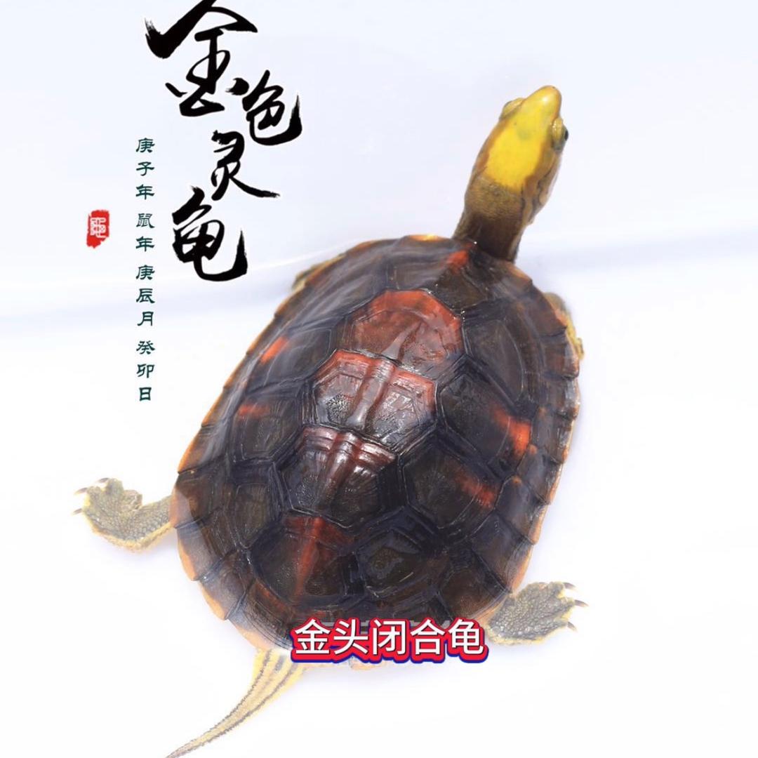 金瑞宝名龟基地