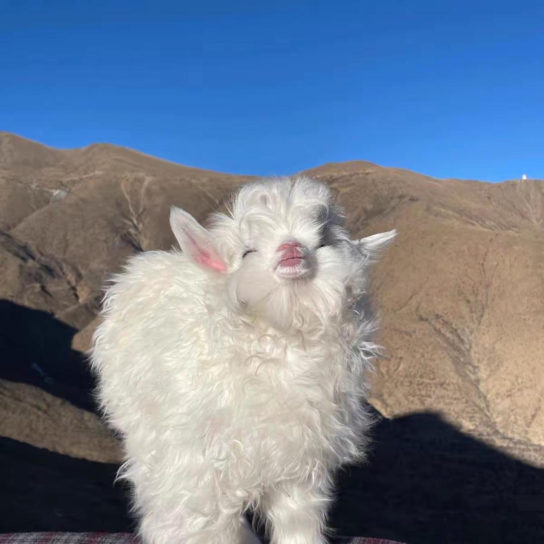 安康绿申房屋小艾