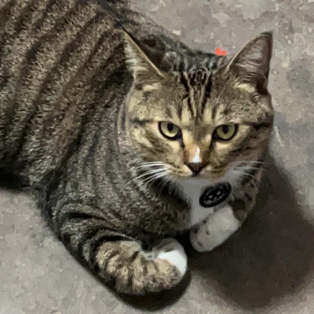 澄澄火锅鸡（收学员）