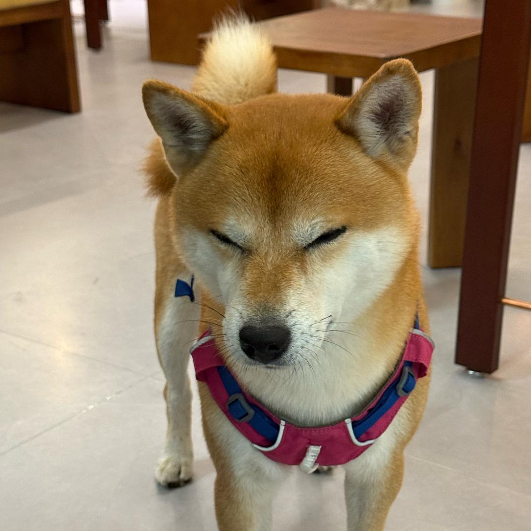 小新不上班