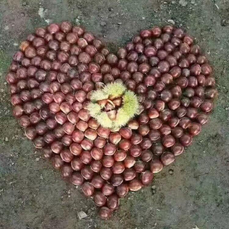 栗鑫板栗农产品好货店