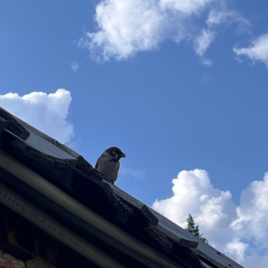 像天一样的蓝哇哇