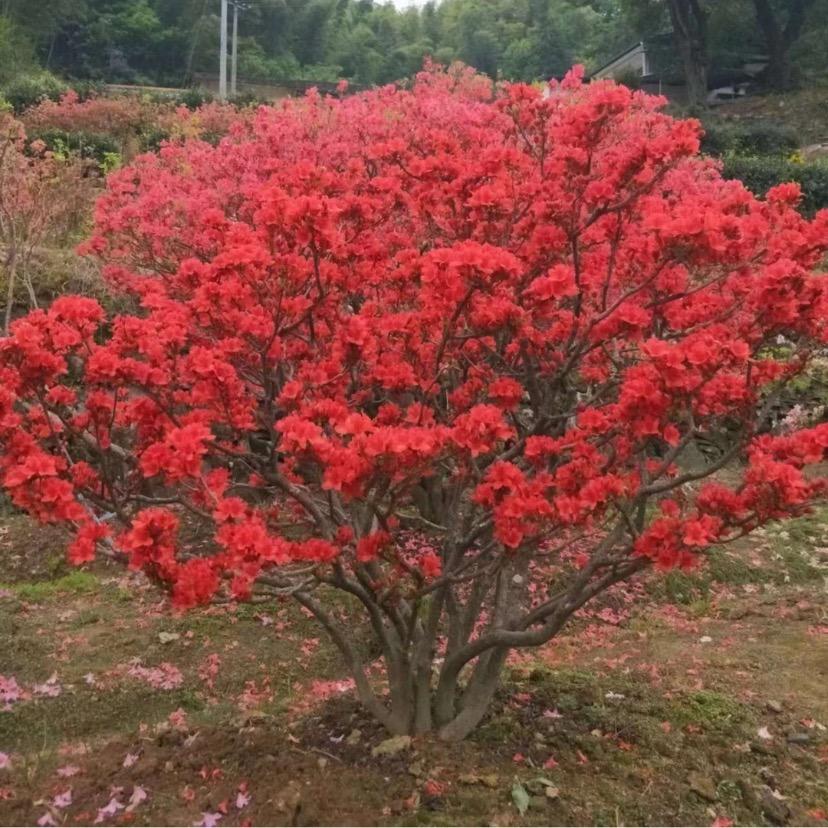 昕雅园林（映山红）