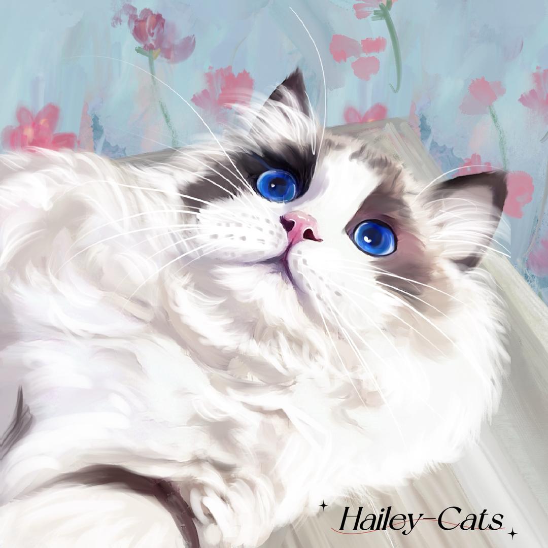 Hailey布偶猫