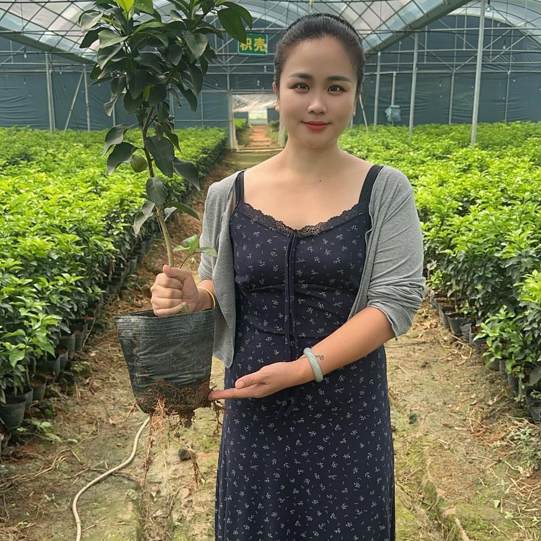 广西荔浦苗翠花。