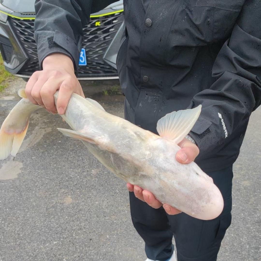 嘉善户外喂鱼大师