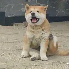 广西玉林老表淘爱犬2