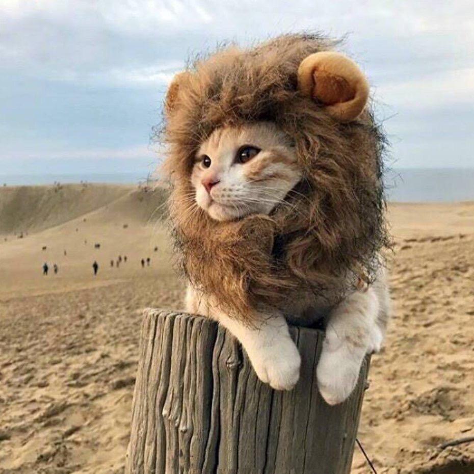 太原大孟钢丝小串