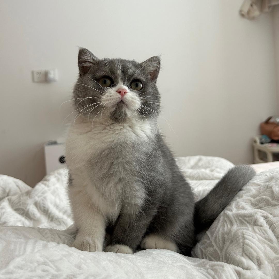 爱手工的小蘑菇