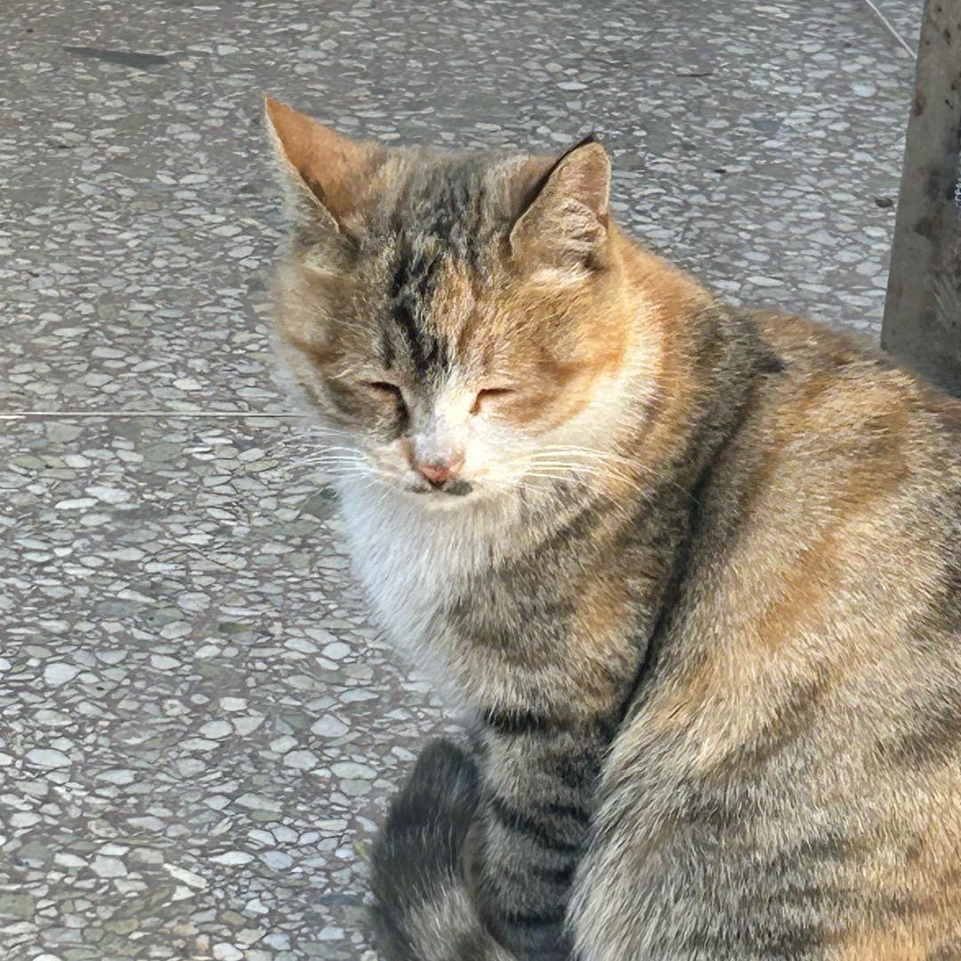 白茶一点点