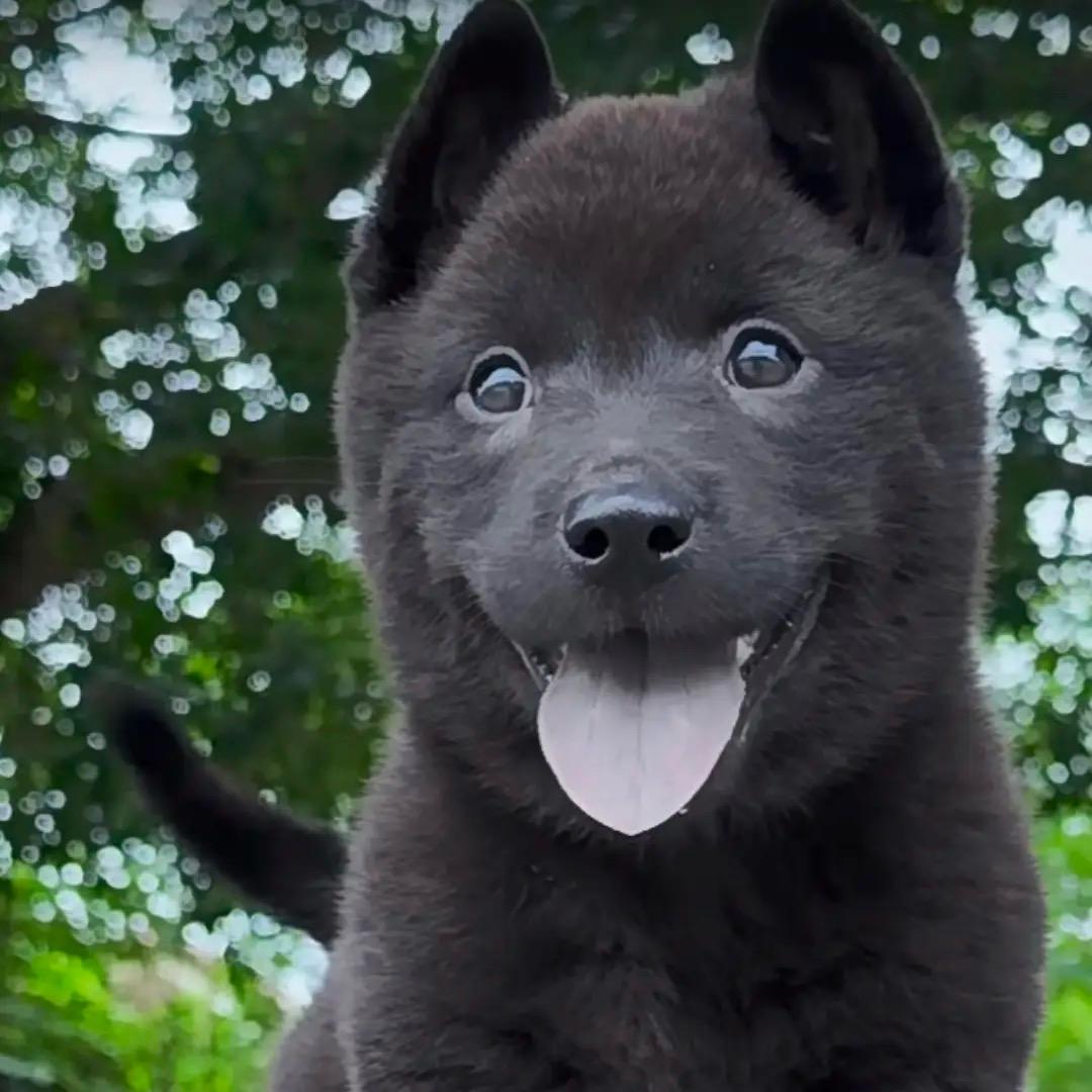 大黄田园犬直播（代淘）