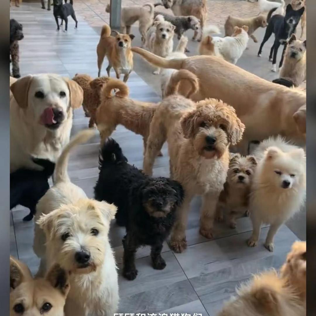 顾顾和流浪猫狗们