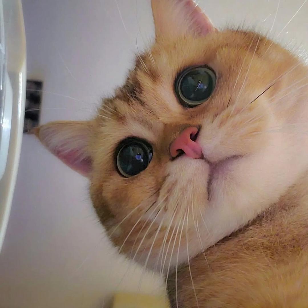 他的猫