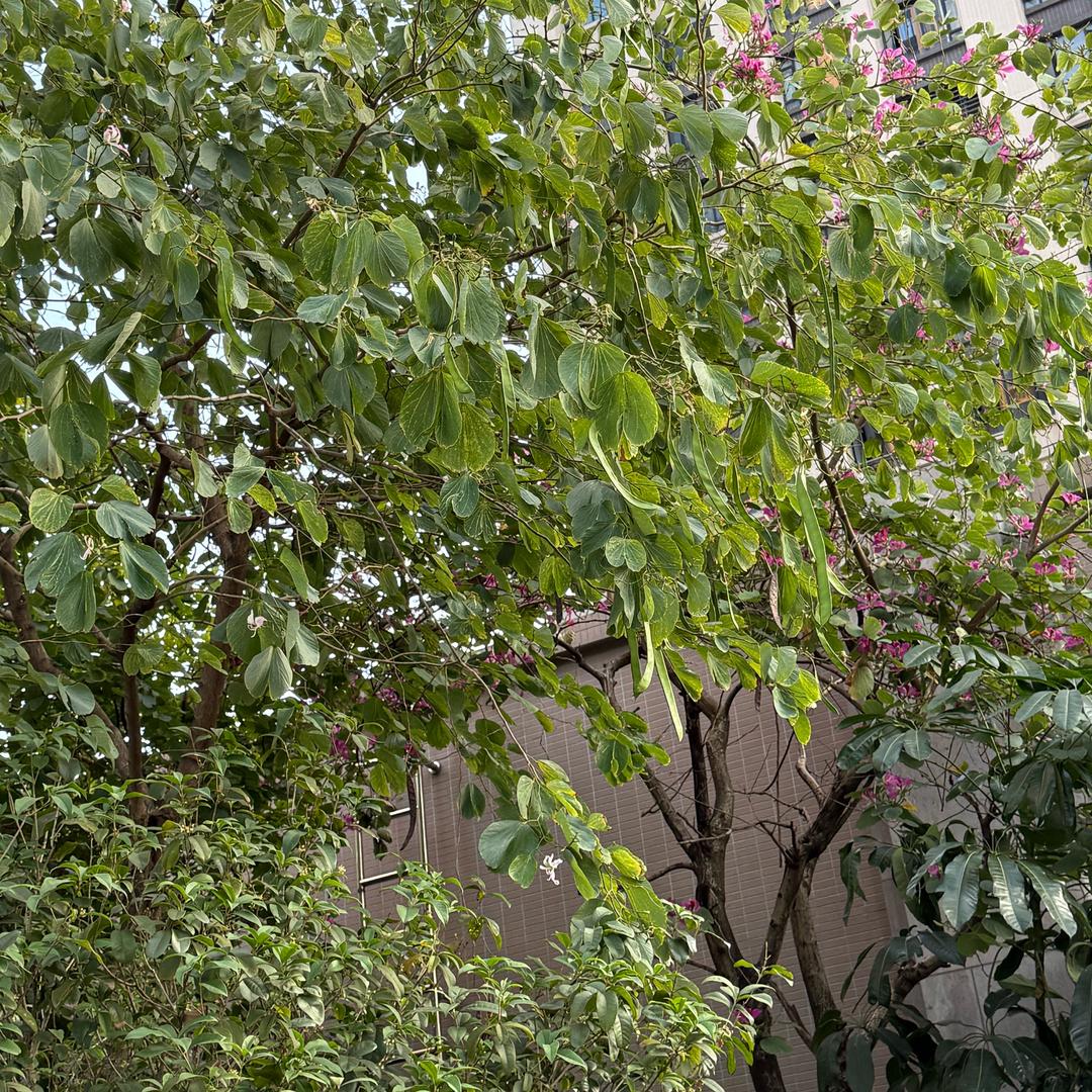 花🌸开富贵