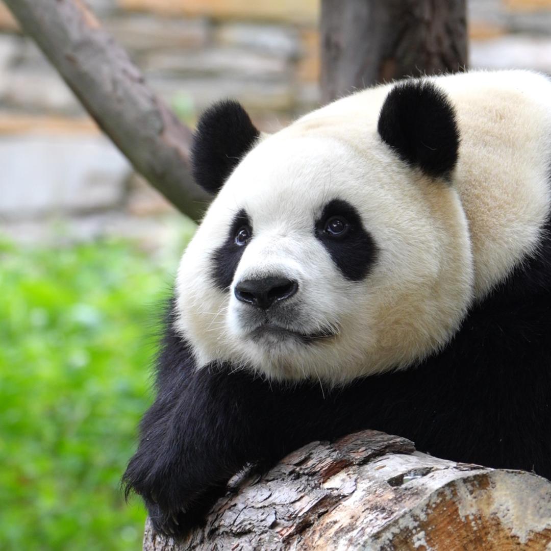 子宸视界