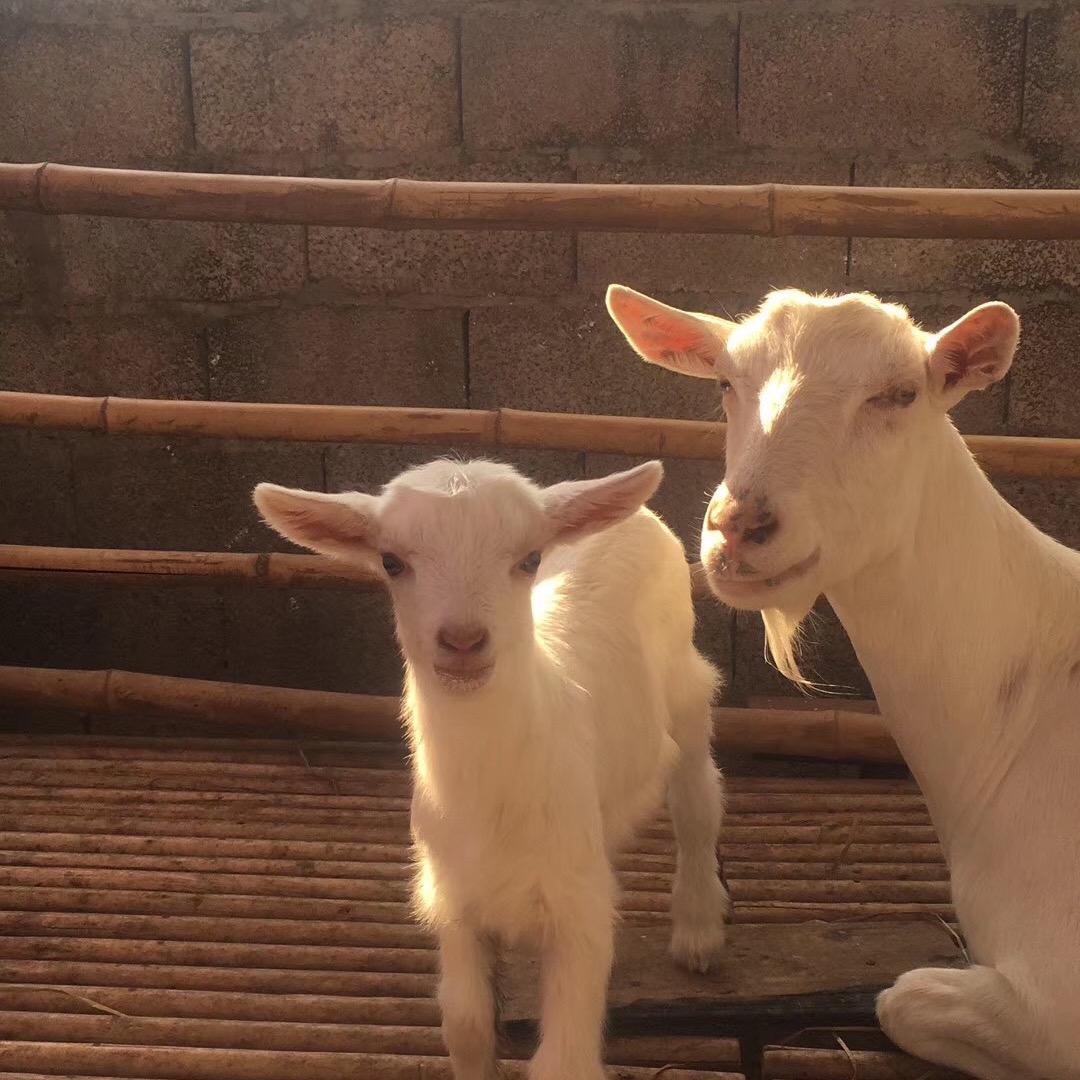 荔浦葫芦岭廖家鲜羊奶