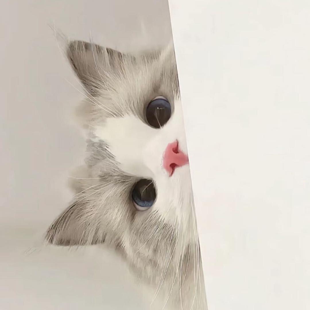 七七