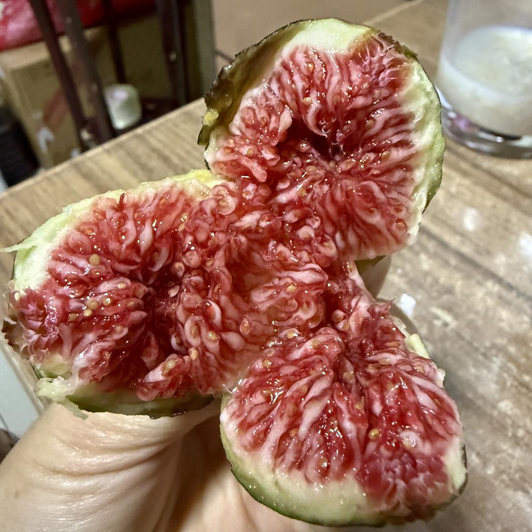 风格果树苗木专营店