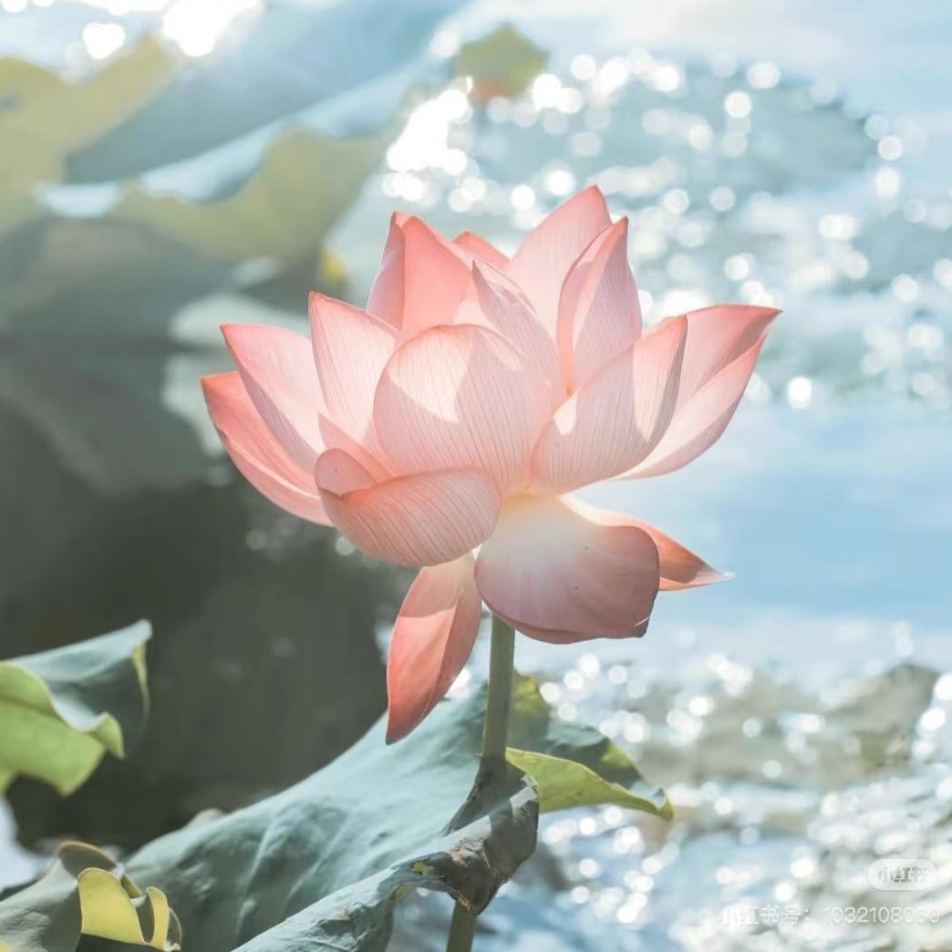 花舞人间