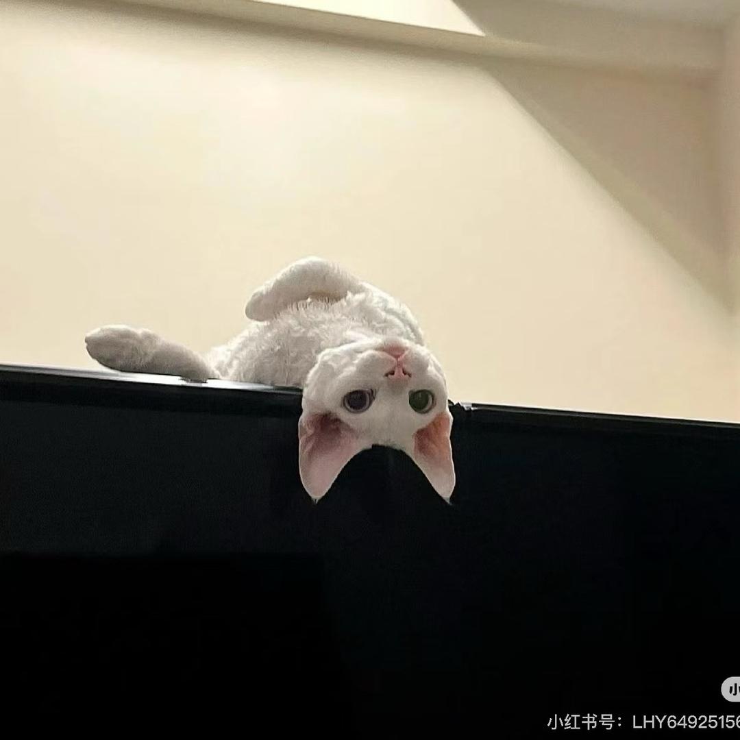 yy