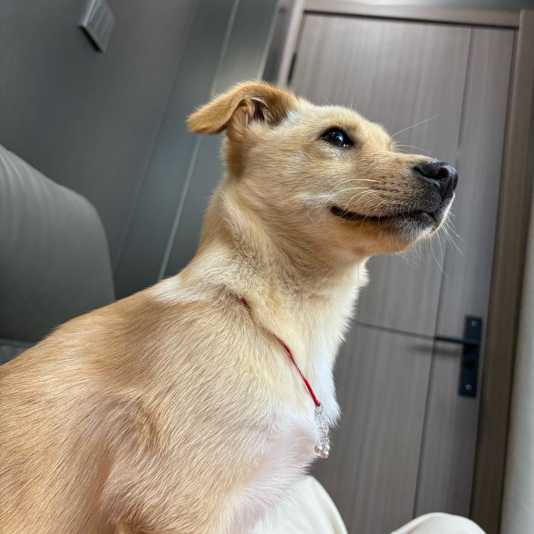 招 财猫的小铃铛🔔