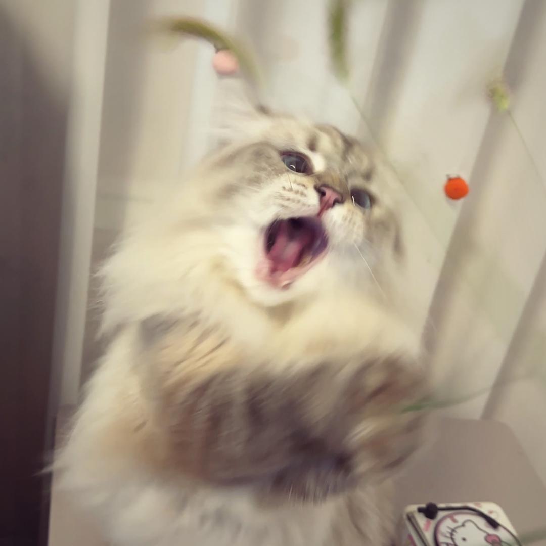 炉渣与猪猪