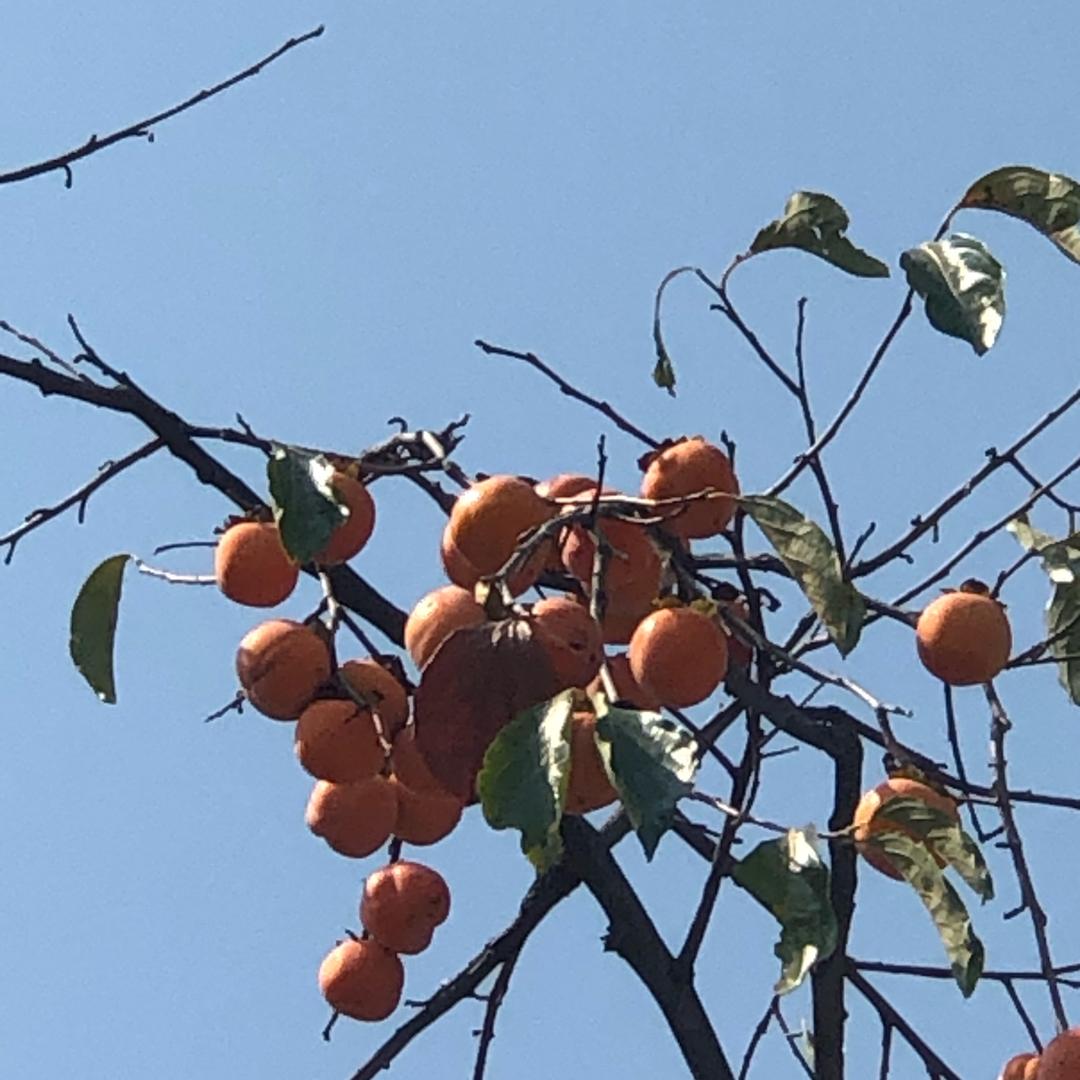 暖徽