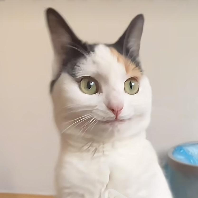 夜鹭bbb.（求推荐版）