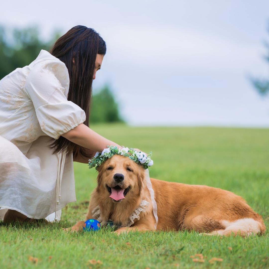 金毛奶茶～猫狗双全