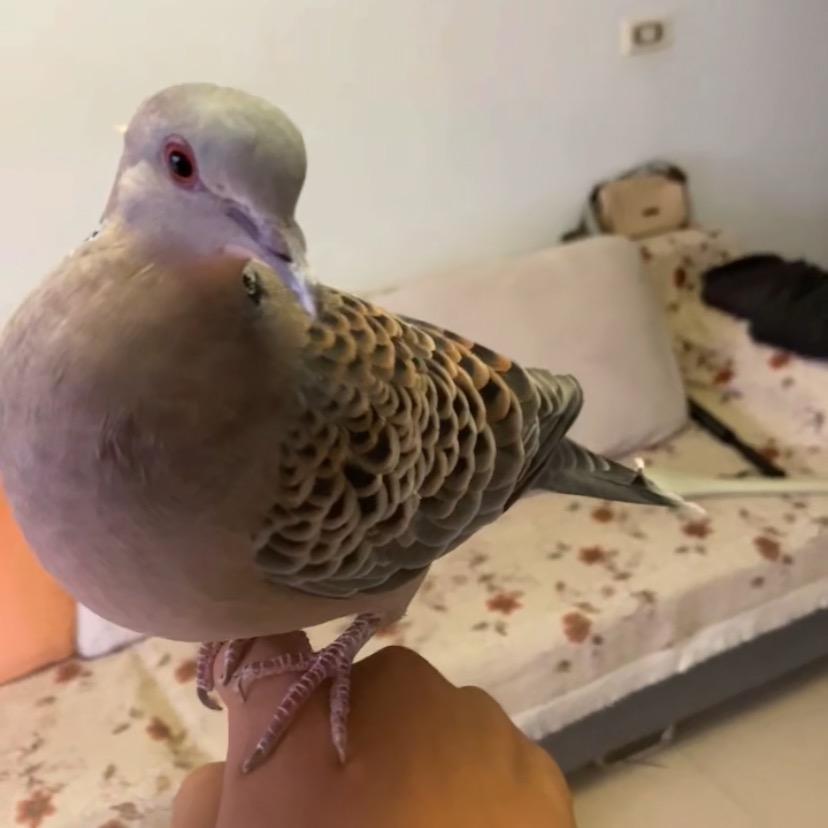 咕咕哒斑鸠养殖场