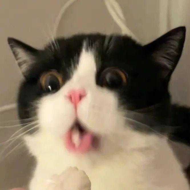 小小猫咪