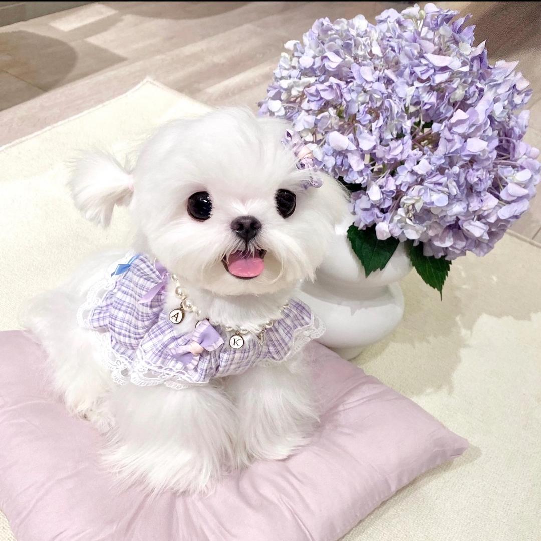 yyuan bb