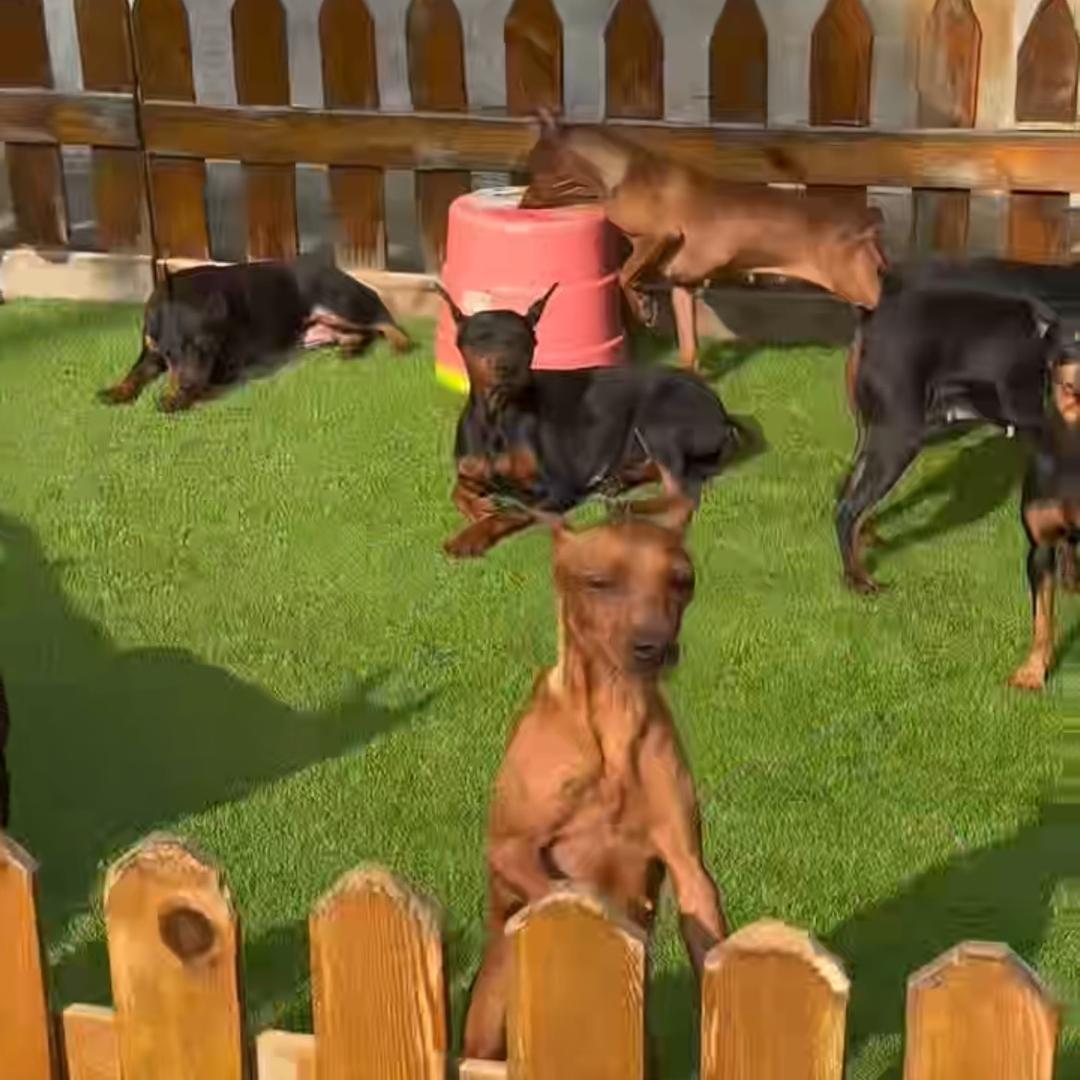 顺丰犬业贸易集团