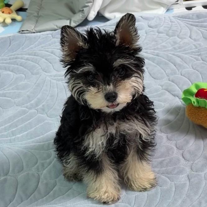 像是一颗芝麻丸儿