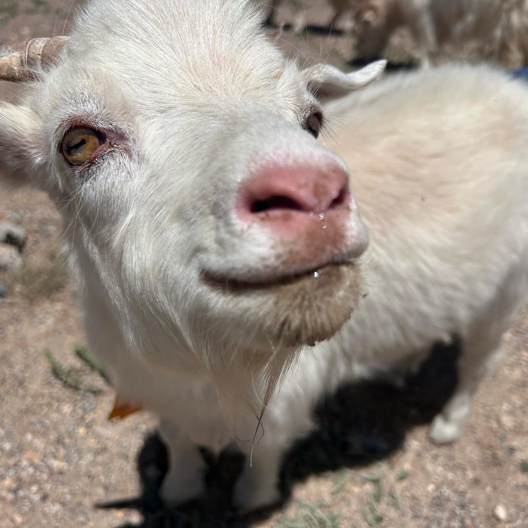 食物研究院院长