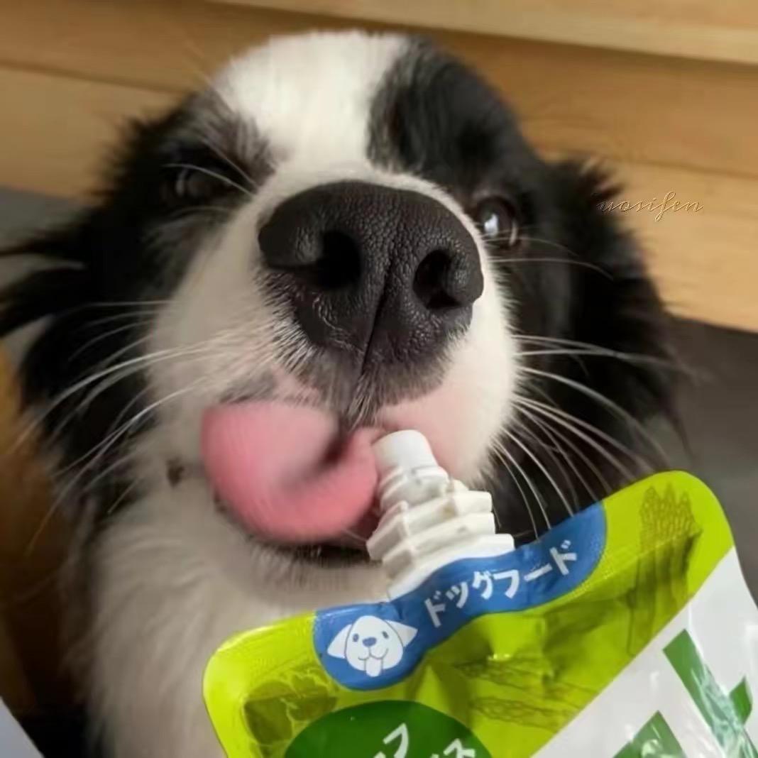 摆烂的猪