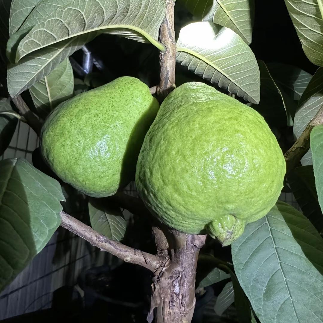 风之郁黎单果树苗木专卖店