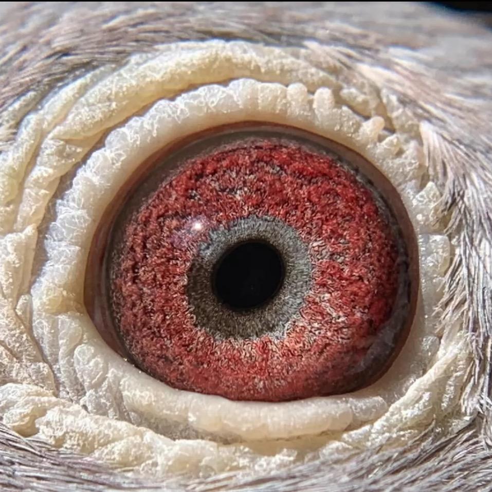 夕阳鸽业精选(实战鸽)