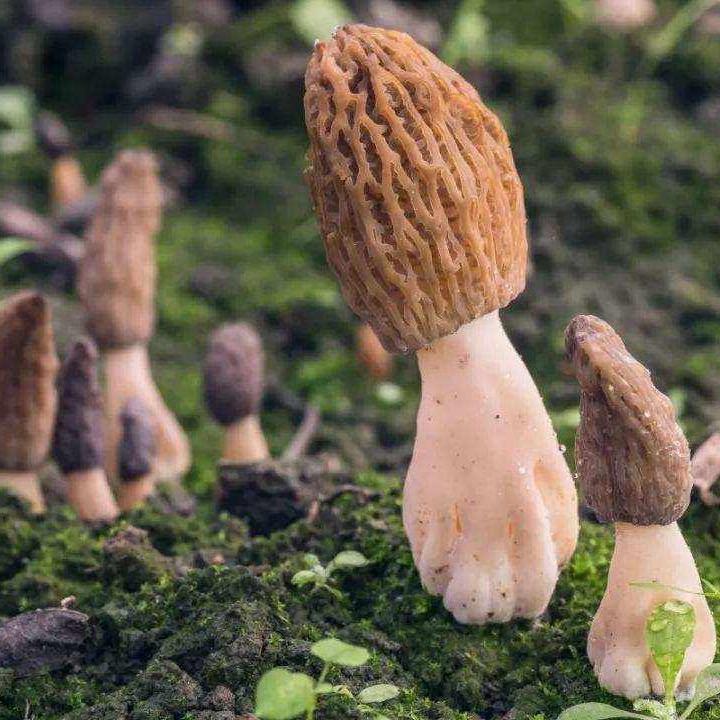 山里的秘密