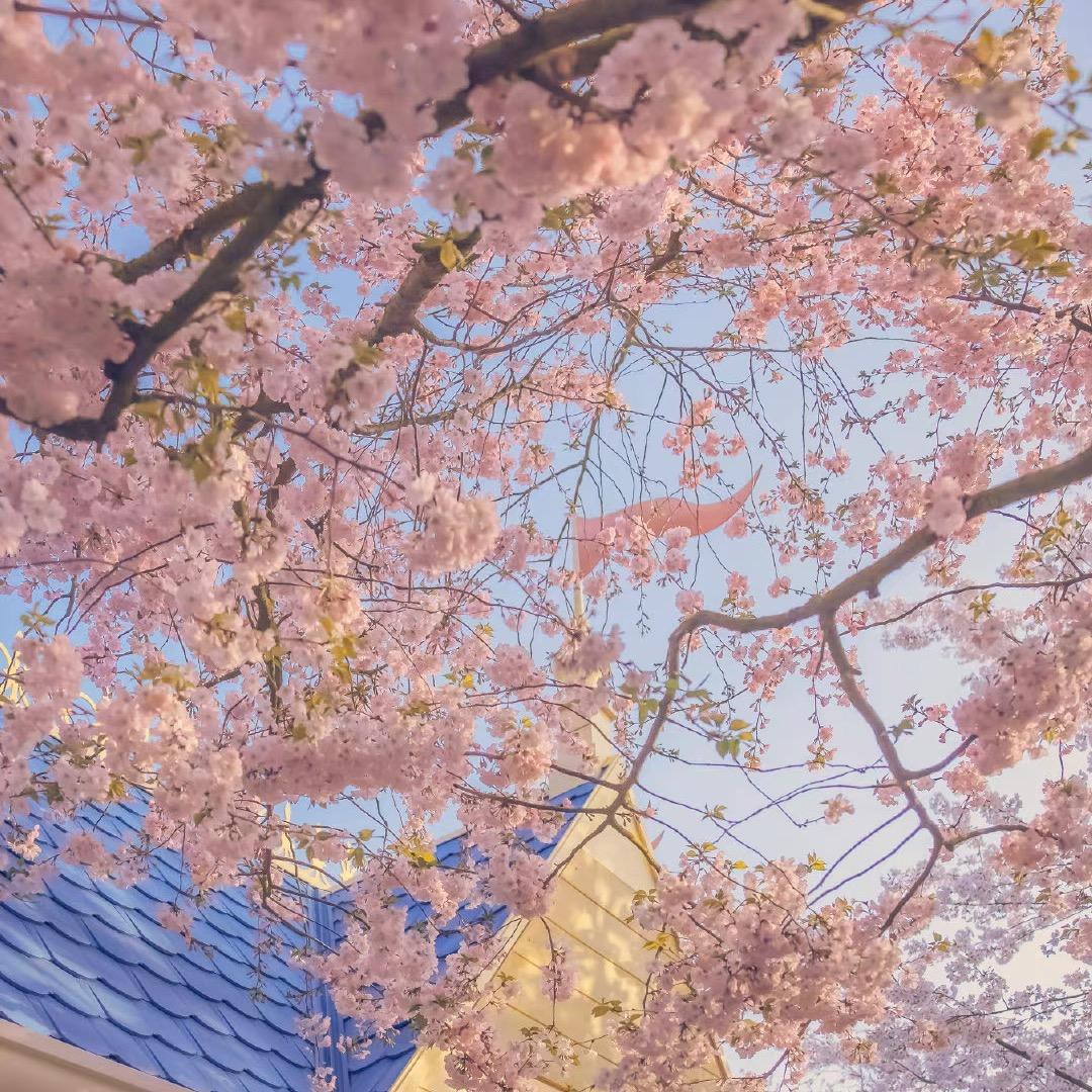 桃桃不桃气