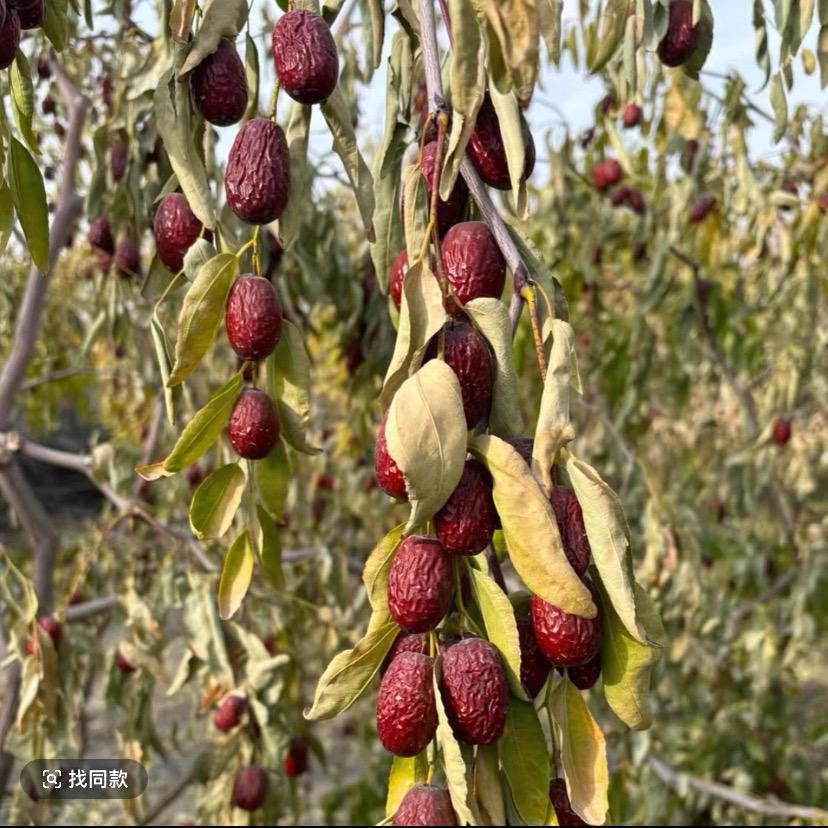 新疆干果客源头批发