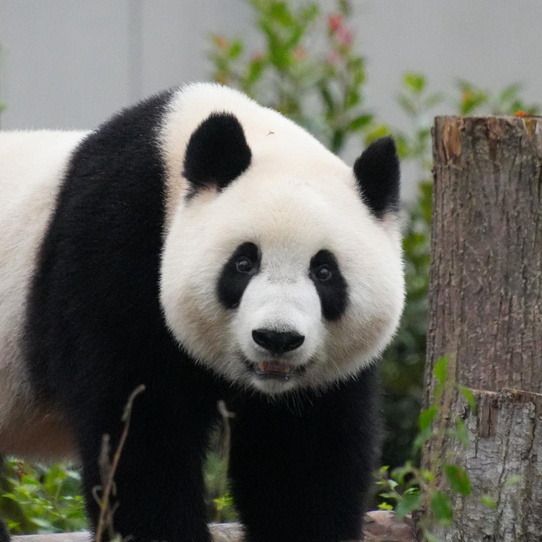 拖延症晚期患者