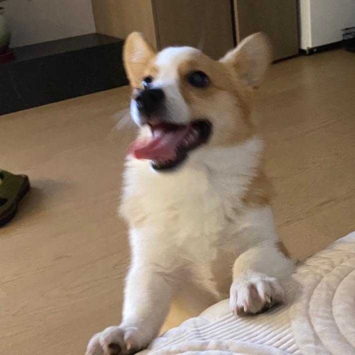 不呆