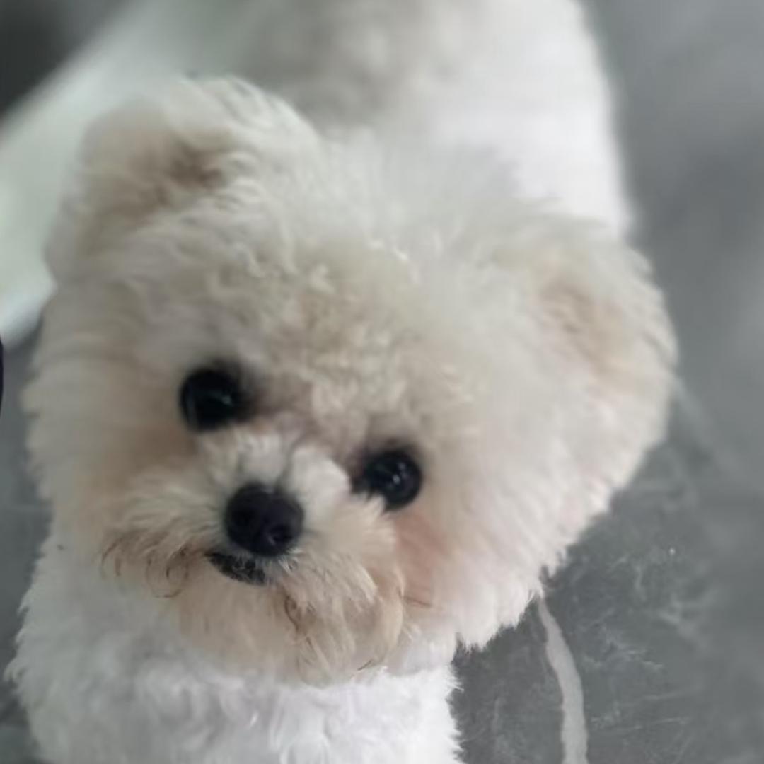 贩卖人间小恩宠